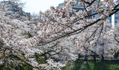 Cherry blossom in Tokyo, Japan