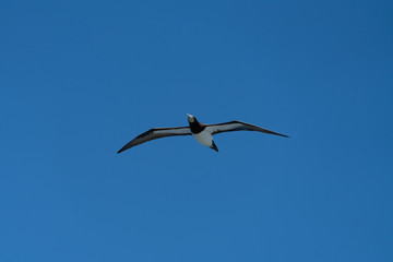 小笠原諸島　空を飛ぶカツオドリ