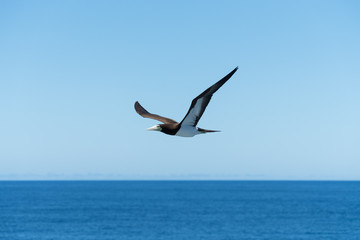 小笠原諸島　空を飛ぶカツオドリ