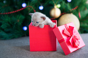 Fototapeta na wymiar beige burmese kitten crawls out of a gift box standing near a Christmas tree