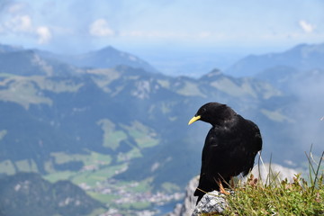  alpendohle