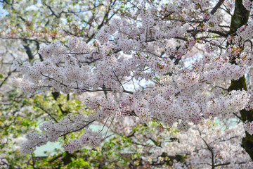 Cherry blossom in Tokyo, Japan