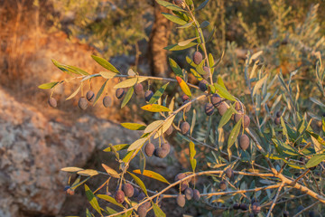 The fruits and leaves of the olive tree