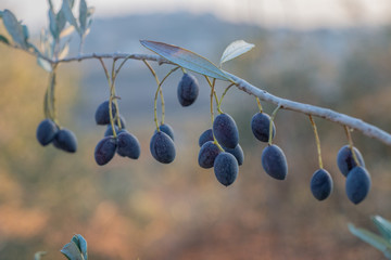 The fruits and leaves of the olive tree