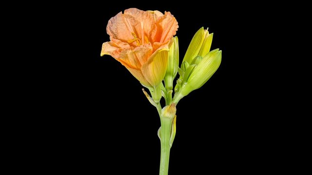 Blooming orange day-lily flower buds ALPHA matte, FULL HD. timelapse