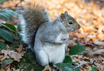 Grey Squirrel