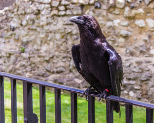 Raven on a fence