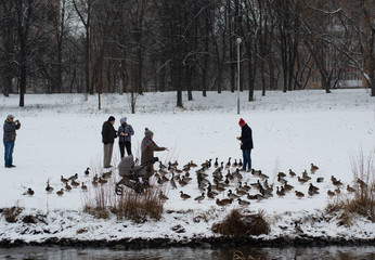 people feed wild ducks