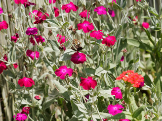 (Lychnis coronaria) Coquelourde des jardins