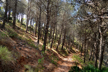Path through winter trees on mountain
