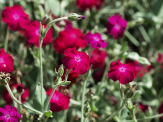 (Lychnis coronaria) Coquelourde des jardins aux tiges grisâtres, feuillage velouté vert argenté, feuilles lancéolées, petites fleurs aux pétales magenta, ondulées et incisées, plus clair au centre