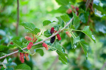 Organic Mulberry fruit tree and green leaves. Black ripe and red unripe mulberries on the branch of tree. Red purple mulberries on tree.fresh mulberry provides fiber and nutrients highly beneficial.