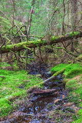 Obraz premium Creek in the forest with fallen trees