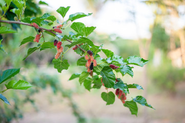 Organic Mulberry fruit tree and green leaves. Black ripe and red unripe mulberries on the branch of tree. Red purple mulberries on tree.fresh mulberry provides fiber and nutrients highly beneficial.