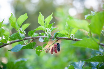 Organic Mulberry fruit tree and green leaves. Black ripe and red unripe mulberries on the branch of tree. Red purple mulberries on tree.fresh mulberry provides fiber and nutrients highly beneficial.