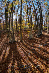 Yellow autumn beech forest with long shadows