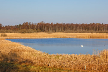 Alone Swan swimming in a lake by a wetland