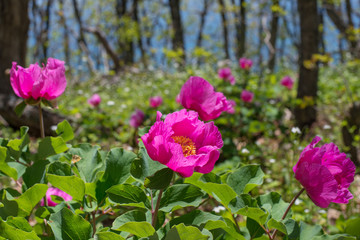 Obraz na płótnie Canvas Blooming wild peonies (Paeonia daurica) in the spring forest in the Crimean mountains