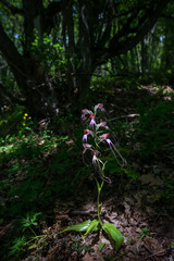 Rare orchid Comperia comperiana in the spring Crimean forest