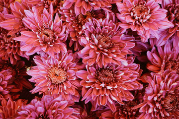 Red Chrysanthemums bunch in floral shop