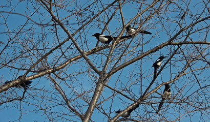 겨울 나무가지 까치