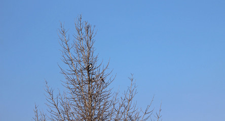 겨울 나무가지  까치