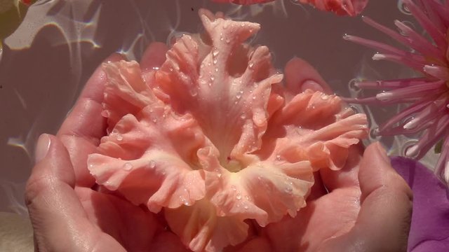 Drops of water falling on big gladiolus flower in woman hands. Slow motion. Top view. Natural lighting.