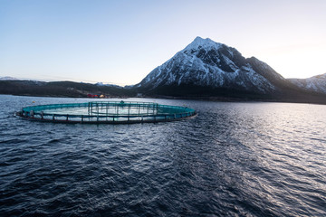Aquakultur in Norwegen, kontrollierte Aufzucht von Lachsen in Netzgehege im Fjordwasser