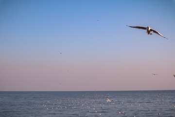 seagulls flying at the pangpoo