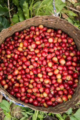 THAILAND MAE SAI COFFEE PLANTATION