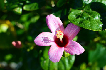 小さいピンクのハイビスカスの花