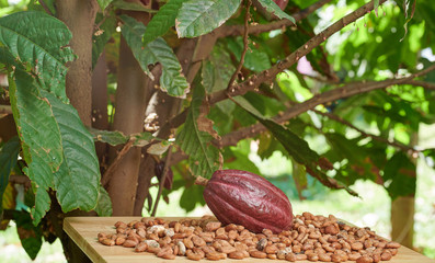 Cocoa plantation theme