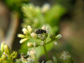 bee on a flower