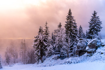 Fototapeta na wymiar Winter forest scenery. Coniferous trees covered by snow and illuminated by evening sunset