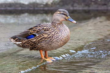 Female Mallard Standing