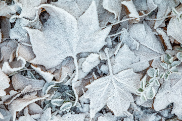 white frozen leaves at the ground in winter