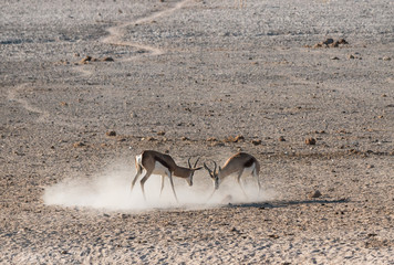 Springbok Antelopes Fighting in Etosha National Park, Namibia