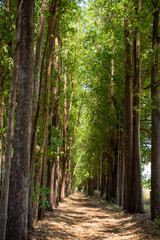 Corredor de eucalipto