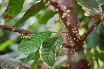 Green cacao tree with flowers