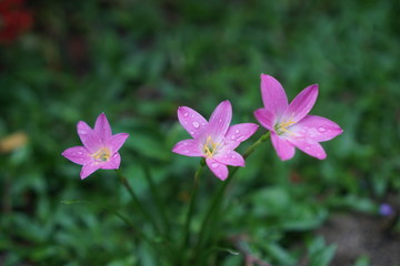 Pink rain lily flowers on green grass.