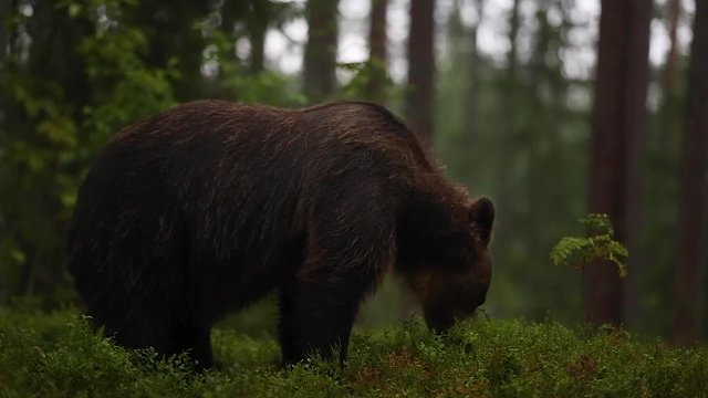 Brown Bear in forest during thunder storm