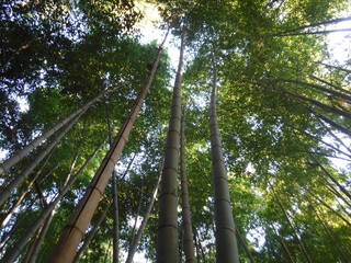 Fototapeta premium Bamboo forest ～竹林