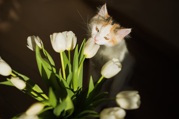 cute fluffy cat sniffs white tulips on a dark background