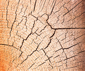 Tree trunk cross section, clipping path included