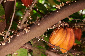 Orange color cacao pods