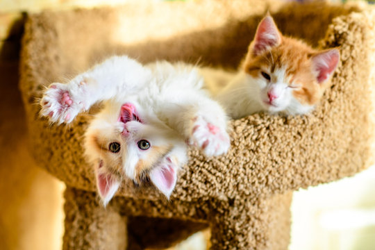 cute two kittens with pink nose and pink legs stretch