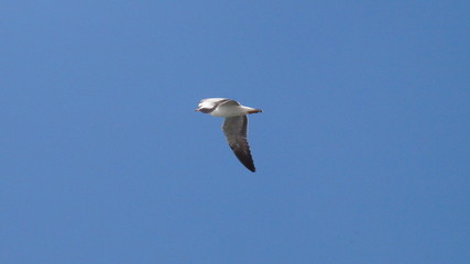 seagull in flight india