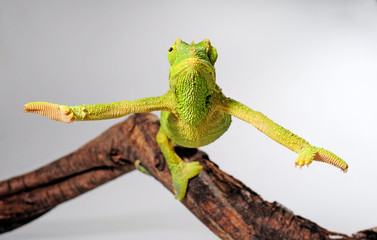 female Jackson's chameleon / weibliches Dreihornchamäleon (Trioceorus jacksonii xantholophus) © bennytrapp