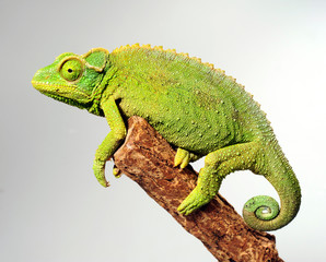 female Jackson's chameleon / weibliches Dreihornchamäleon (Trioceorus jacksonii xantholophus) © bennytrapp