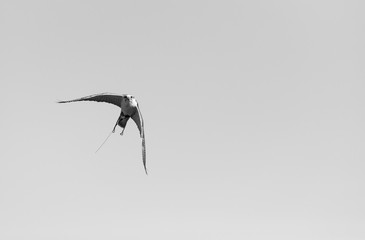 FALCONRY - Cetrería, Pancorbo, Burgos, Castilla y Leon, Spain, Europe